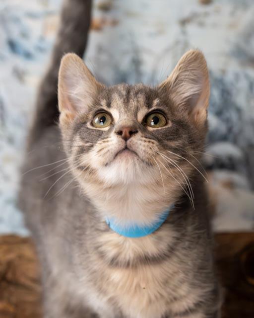 Enlarge Avery, an adopted Domestic Short Hair in Lapeer, MI image 1/4