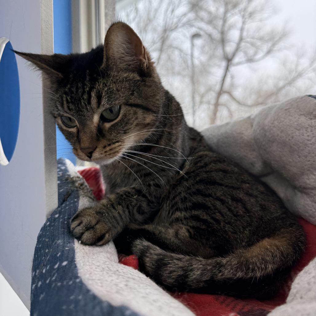 Jolinne, Adoptable, Adult Female Domestic Short Hair.