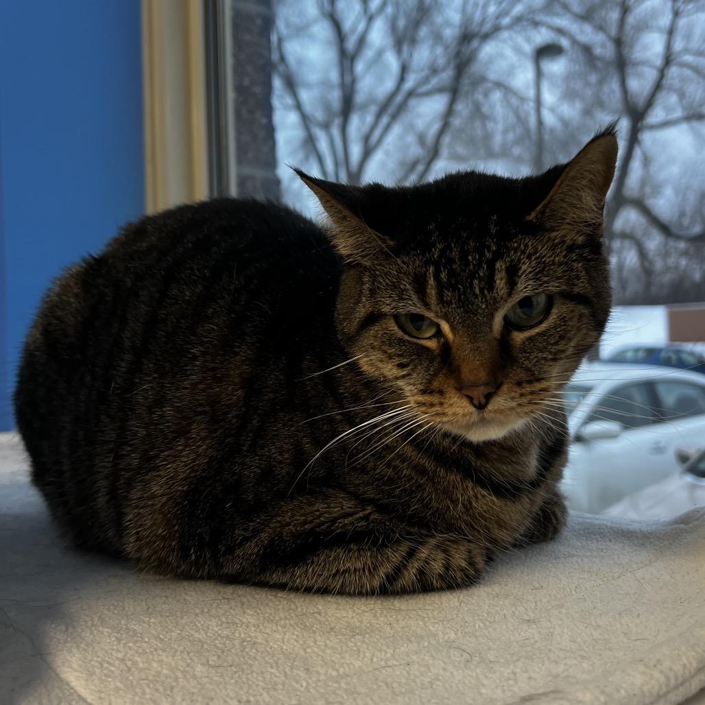 Enlarge Jolinne, a Adoptable Domestic Short Hair in Mankato, MN image 2/3