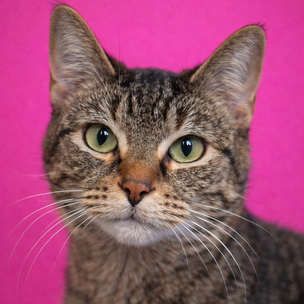 Enlarge Jolinne, a Adoptable Domestic Short Hair in Mankato, MN image 3/6