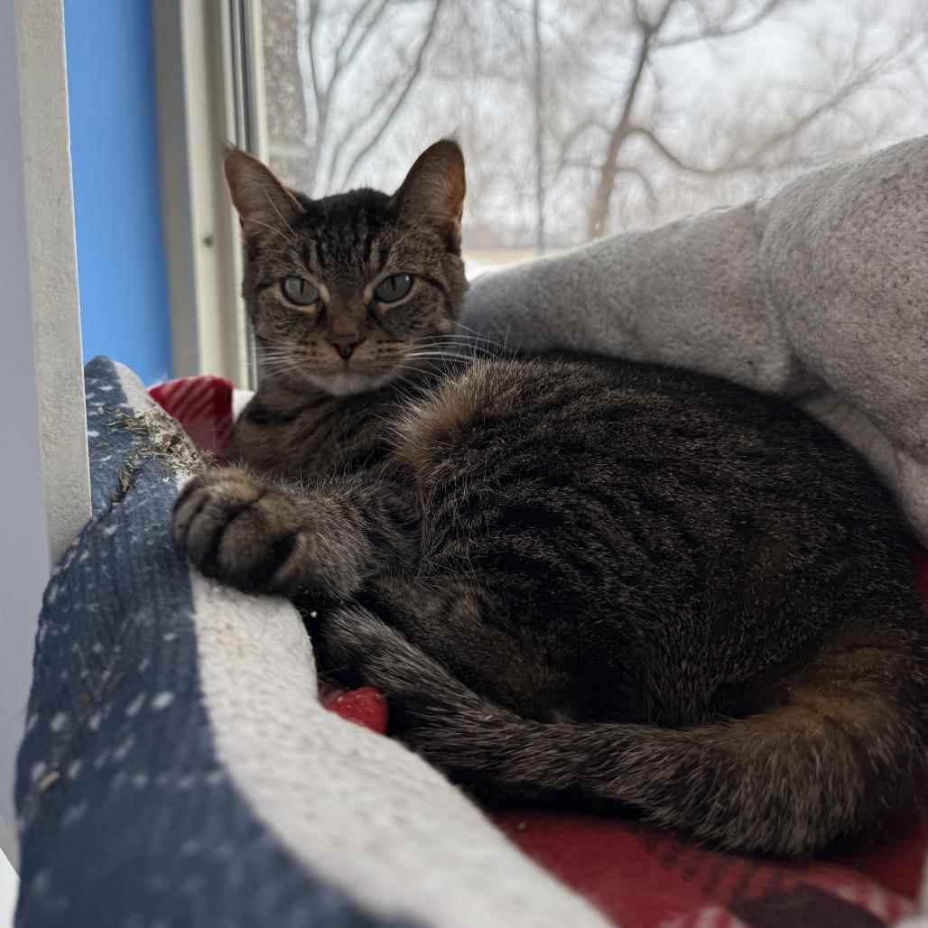 Enlarge Jolinne, a Adoptable Domestic Short Hair in Mankato, MN image 3/3