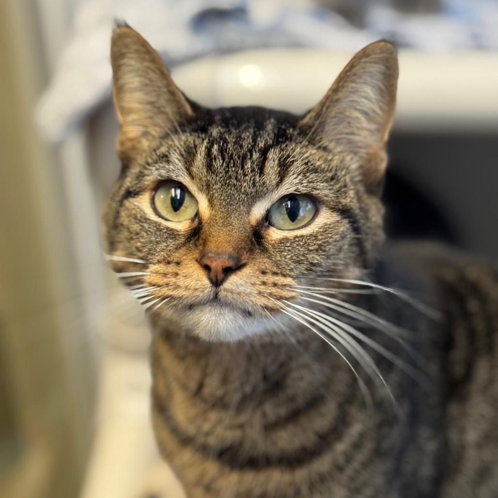 Enlarge Jolinne, a Adoptable Domestic Short Hair in Mankato, MN image 5/6