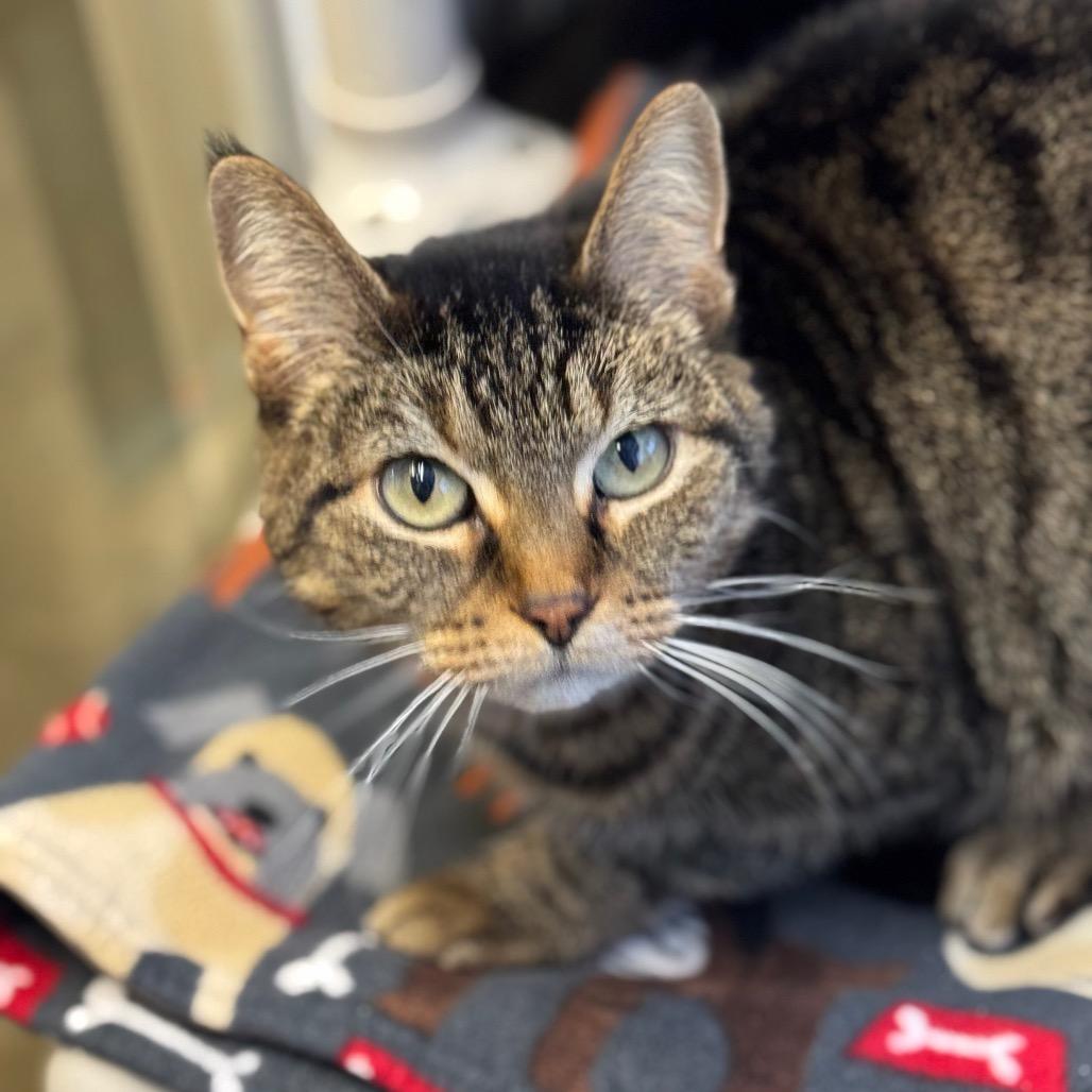 Enlarge Jolinne, a Adoptable Domestic Short Hair in Mankato, MN image 6/6