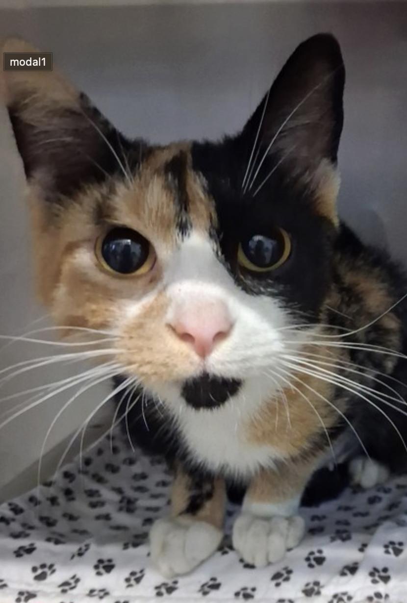 Enlarge Caramello, an adopted American Shorthair in Marshall, NC image 1/1