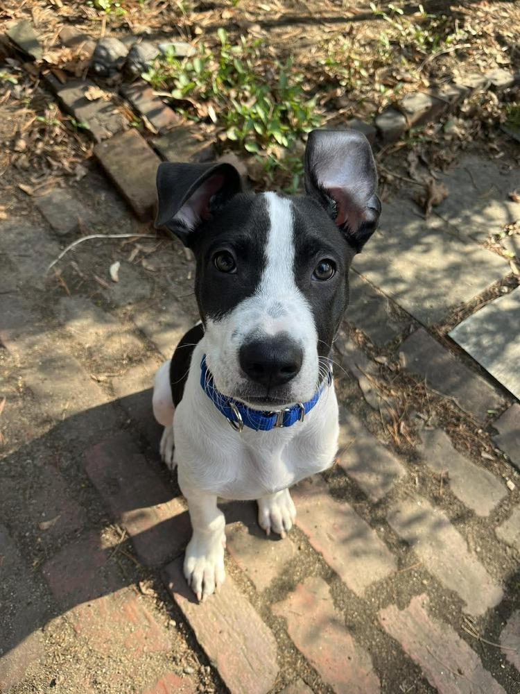 Enlarge Justin, a Adoptable mixed breed in Saugus, MA image 1/6