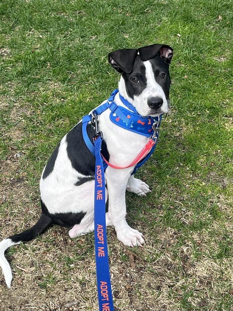 Enlarge Justin, a Adoptable mixed breed in Saugus, MA image 2/6
