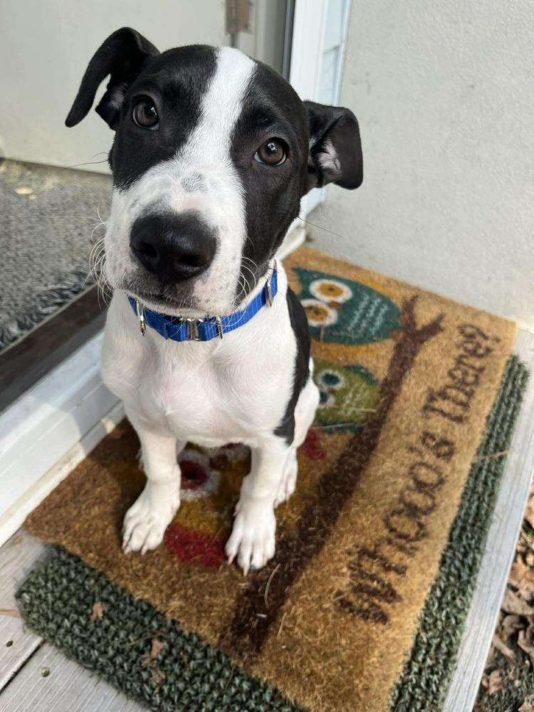 Enlarge Justin, a Adoptable mixed breed in Saugus, MA image 3/6