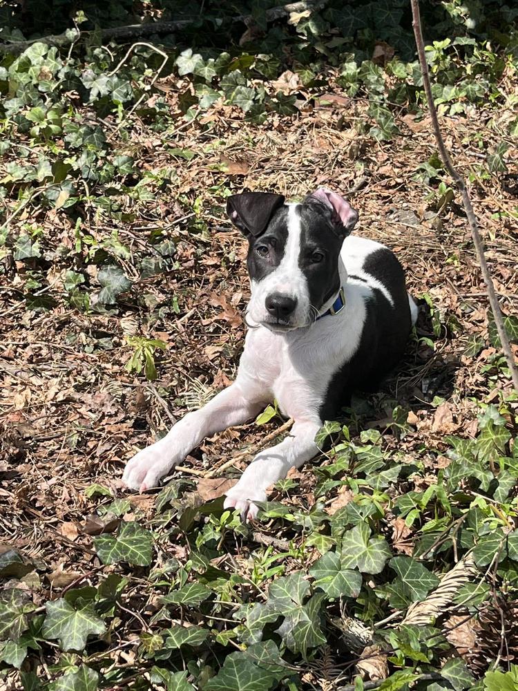 Enlarge Justin, a Adoptable mixed breed in Saugus, MA image 4/6