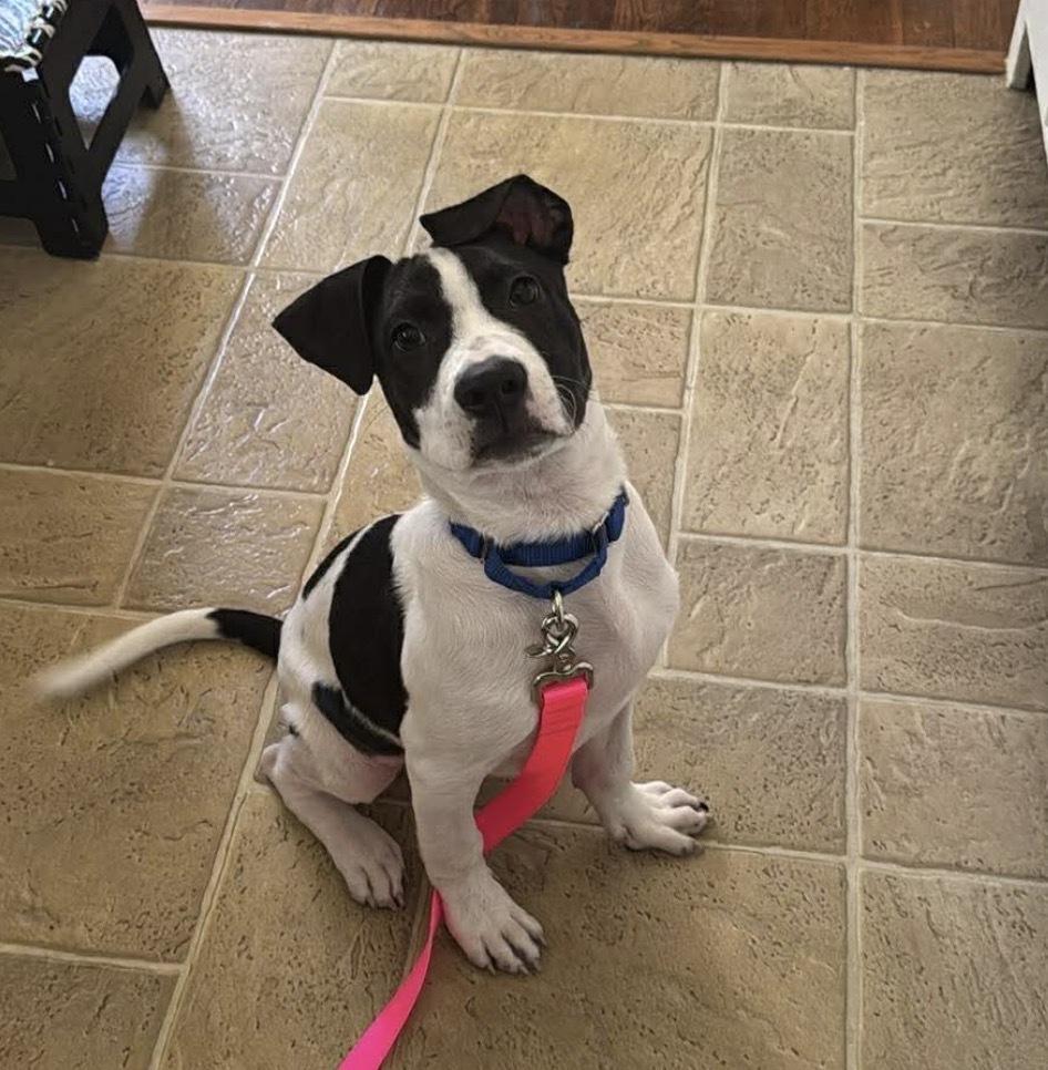 Enlarge Justin, a Adoptable mixed breed in Saugus, MA image 5/6