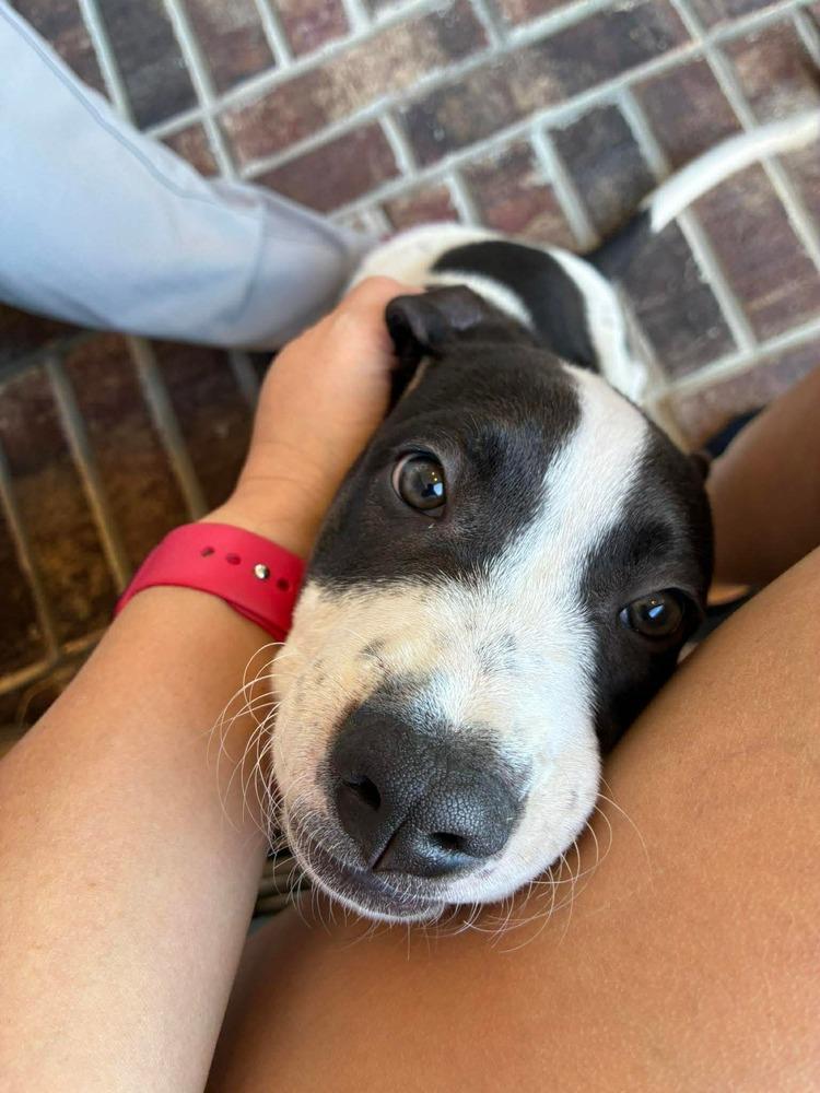 Enlarge Justin, a Adoptable mixed breed in Saugus, MA image 6/6