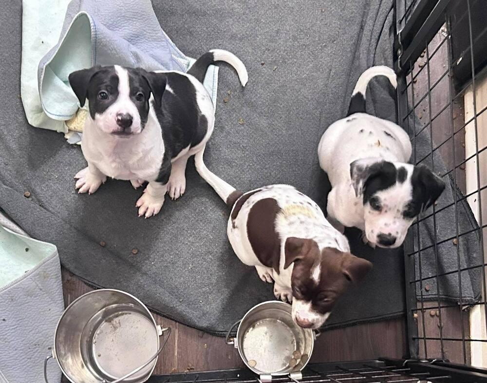 Justin — thumbnail 3