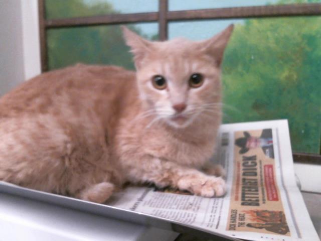 Enlarge ZOEY, a Adoptable mixed breed in Houston, TX image 1/1