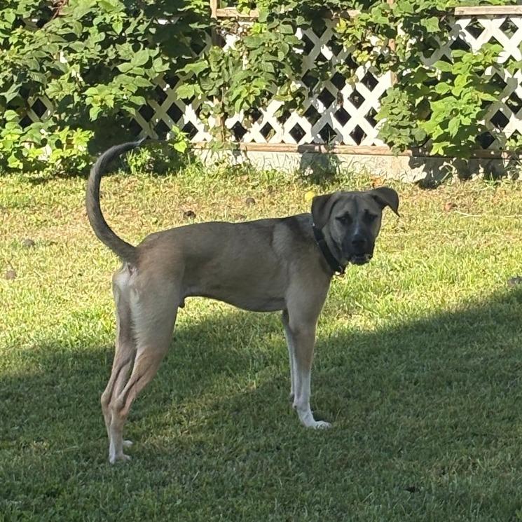 Enlarge Harley, a Adoptable mixed breed in Alma, WI image 2/4