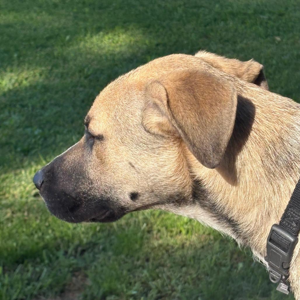 Enlarge Harley, a Adoptable mixed breed in Alma, WI image 4/4