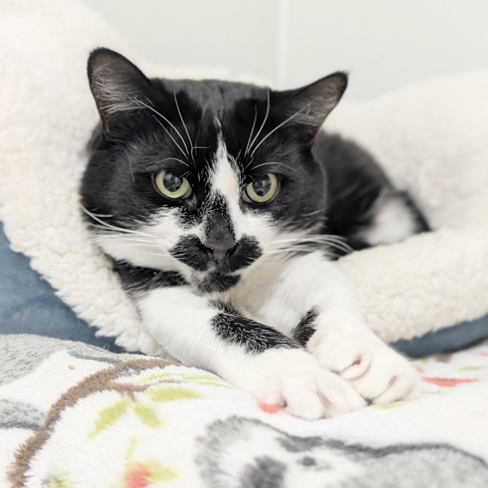 Domino, Adoptable, Adult Female Domestic Short Hair.