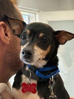 Nuppie, Adoptable, Senior Male Miniature Pinscher & Rat Terrier.