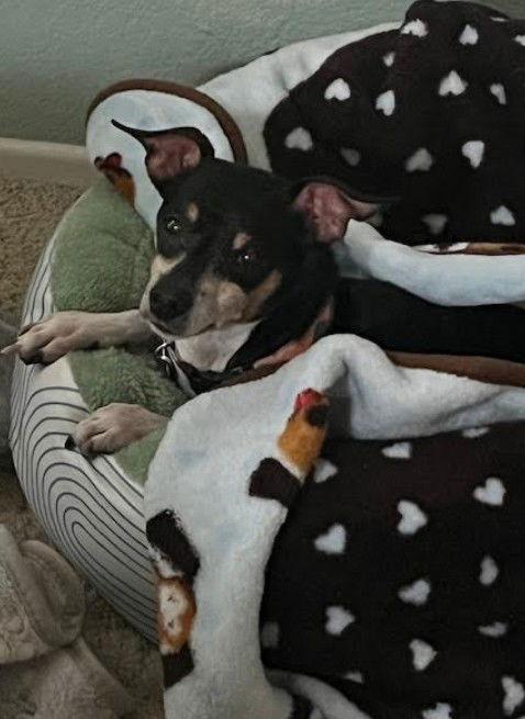 Nuppie — thumbnail 6