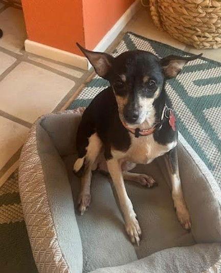 Enlarge Nuppie, a Adoptable mixed breed in San Diego, CA image 3/3