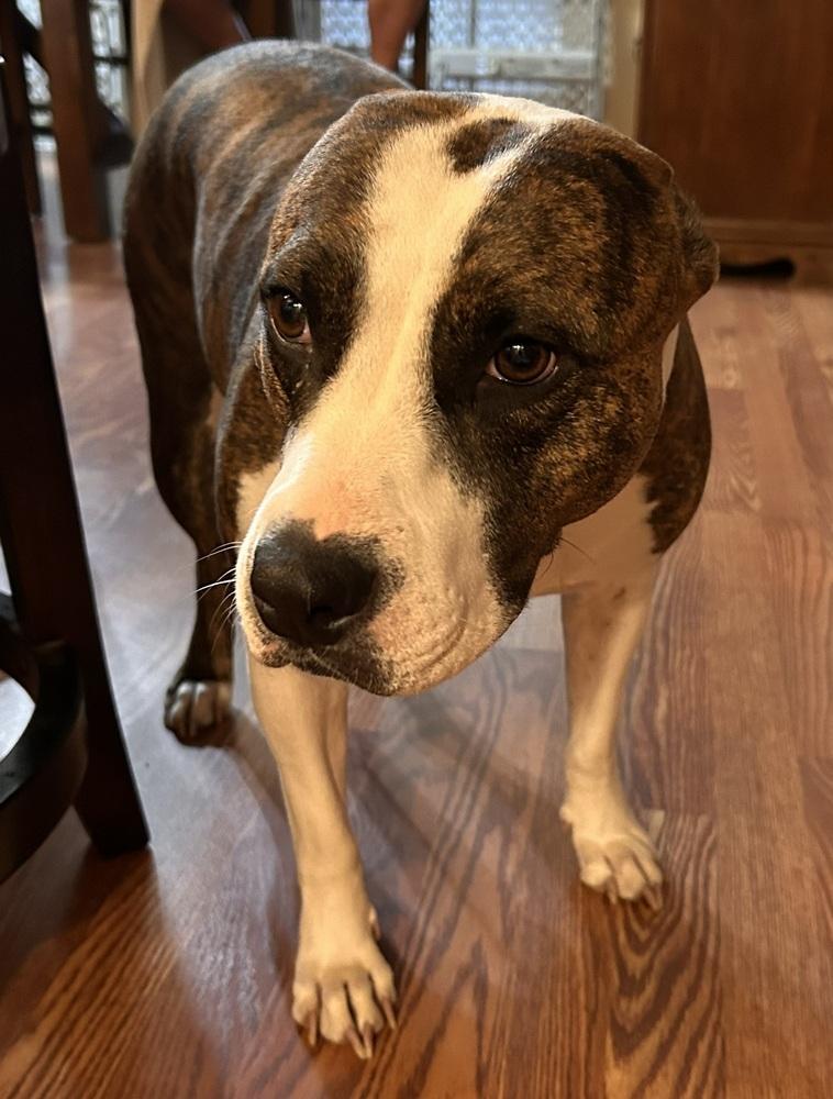 Enlarge Kallista, a Adoptable mixed breed in Boston, MA image 1/5