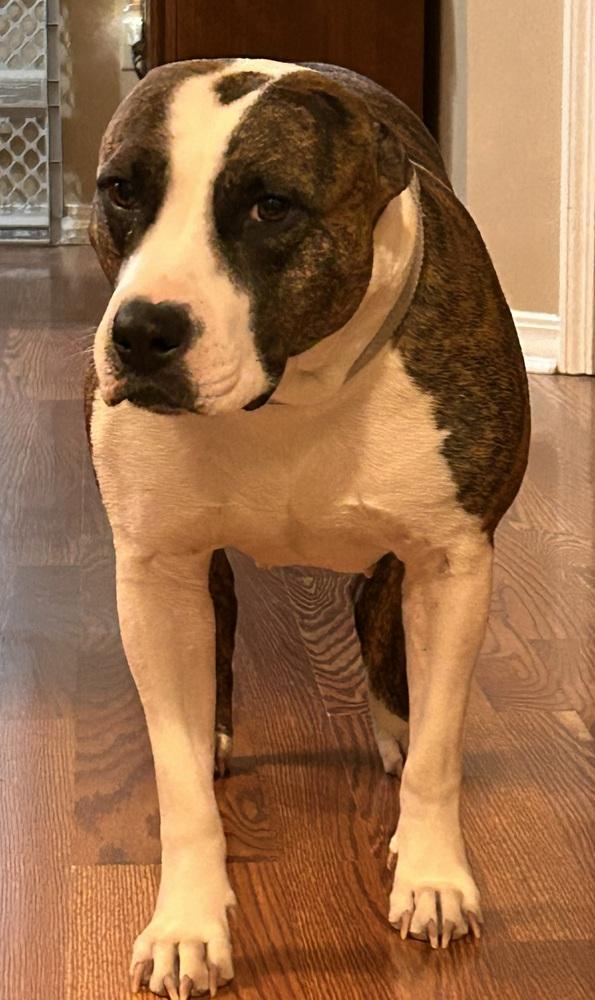 Enlarge Kallista, a Adoptable mixed breed in Boston, MA image 2/5