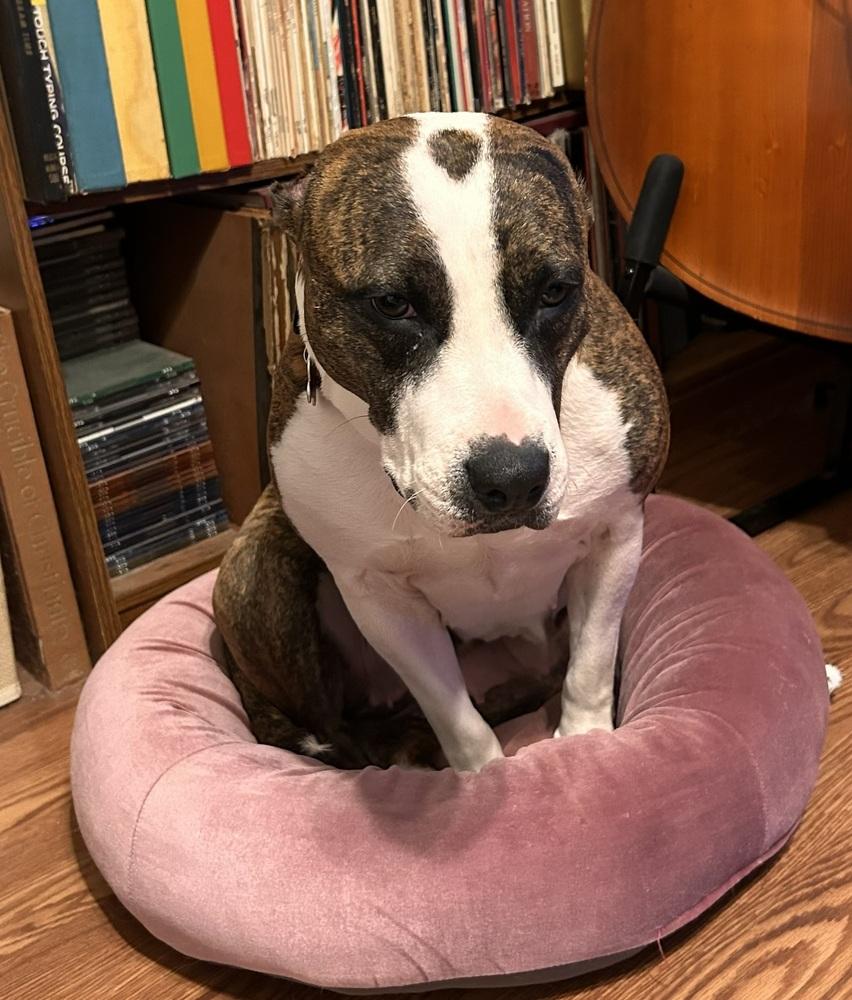 Enlarge Kallista, a Adoptable mixed breed in Boston, MA image 3/5