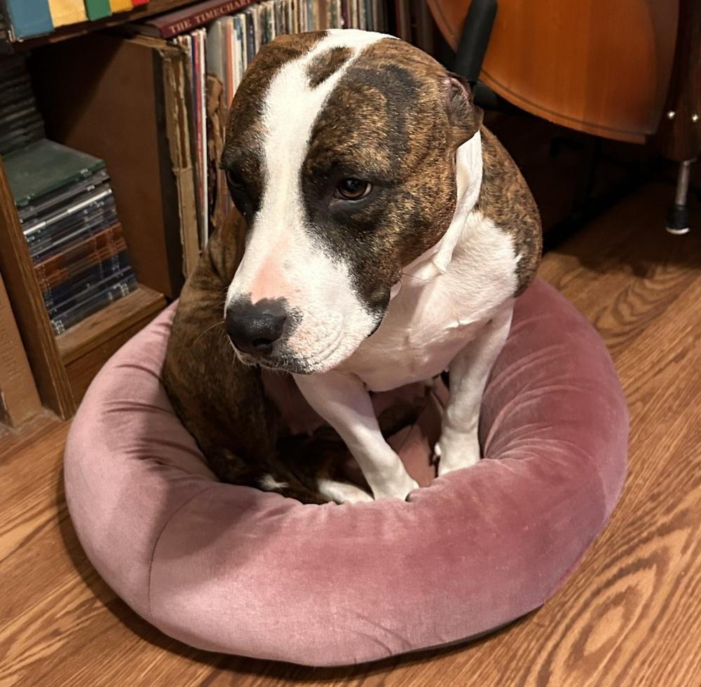 Enlarge Kallista, a Adoptable mixed breed in Boston, MA image 4/5
