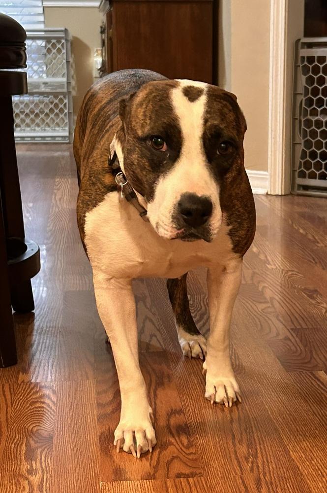Enlarge Kallista, a Adoptable mixed breed in Boston, MA image 5/5