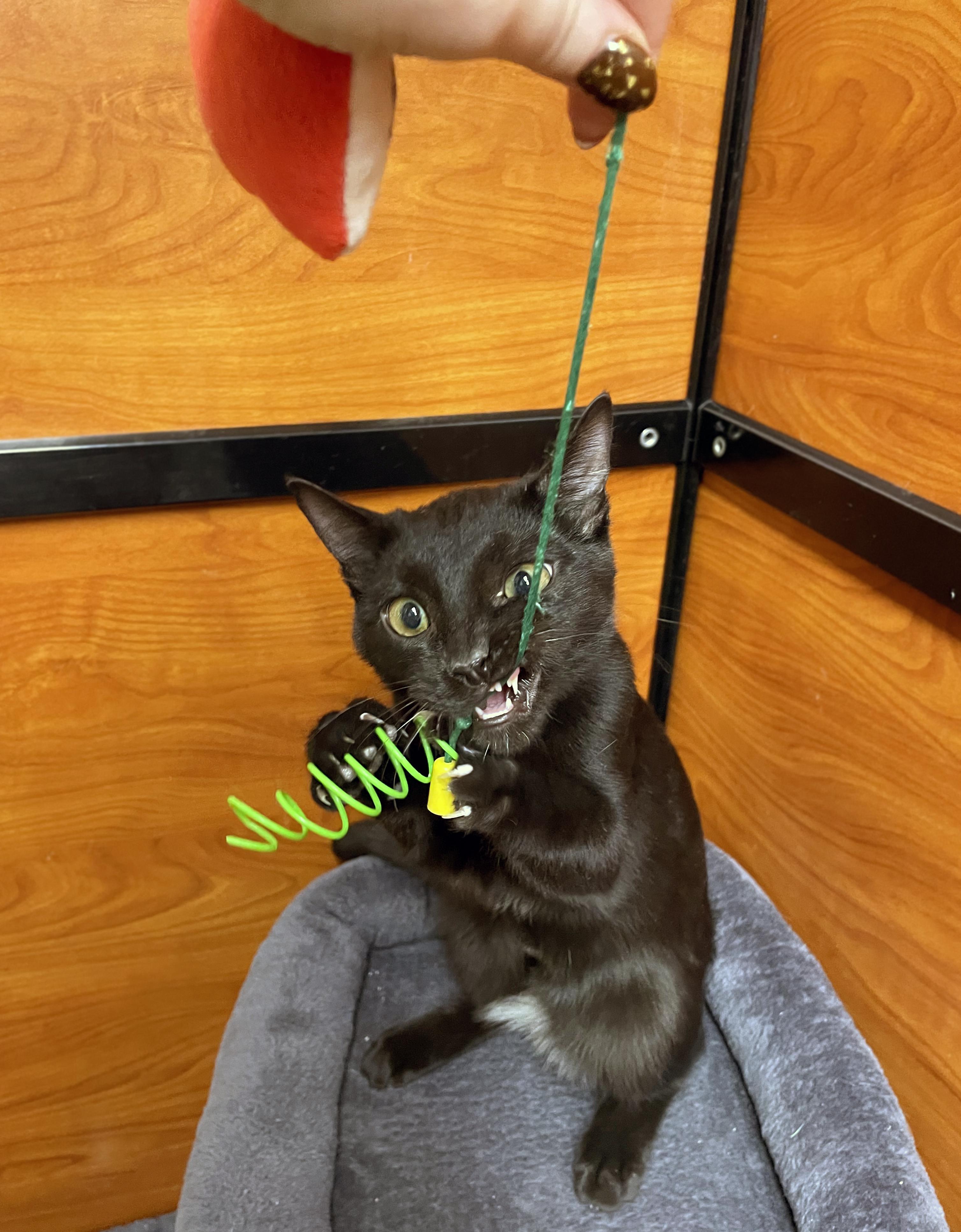 Enlarge Kylo, a Adopted Domestic Short Hair in Centerville, UT image 3/5