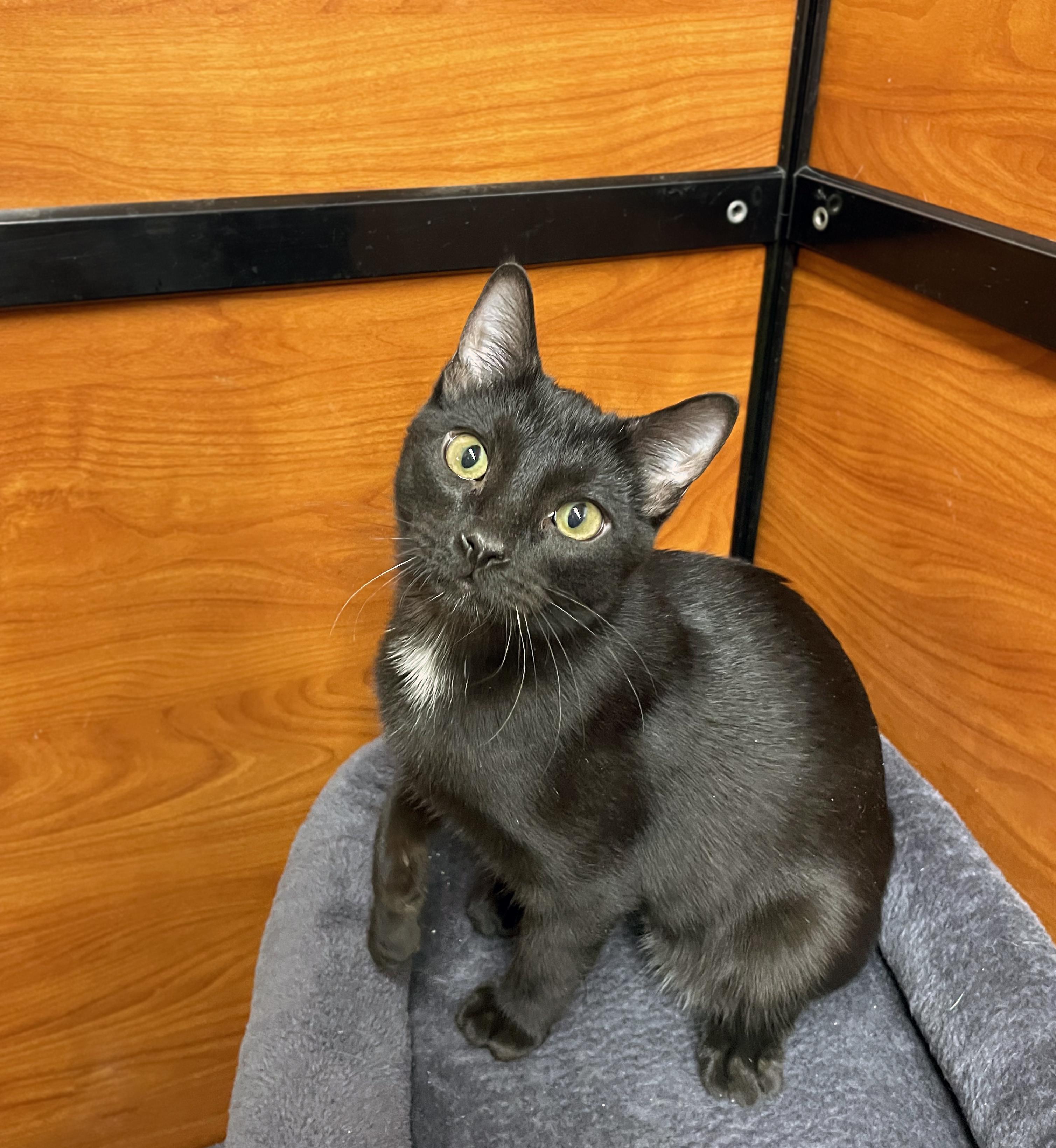 Enlarge Kylo, a Adopted Domestic Short Hair in Centerville, UT image 4/5