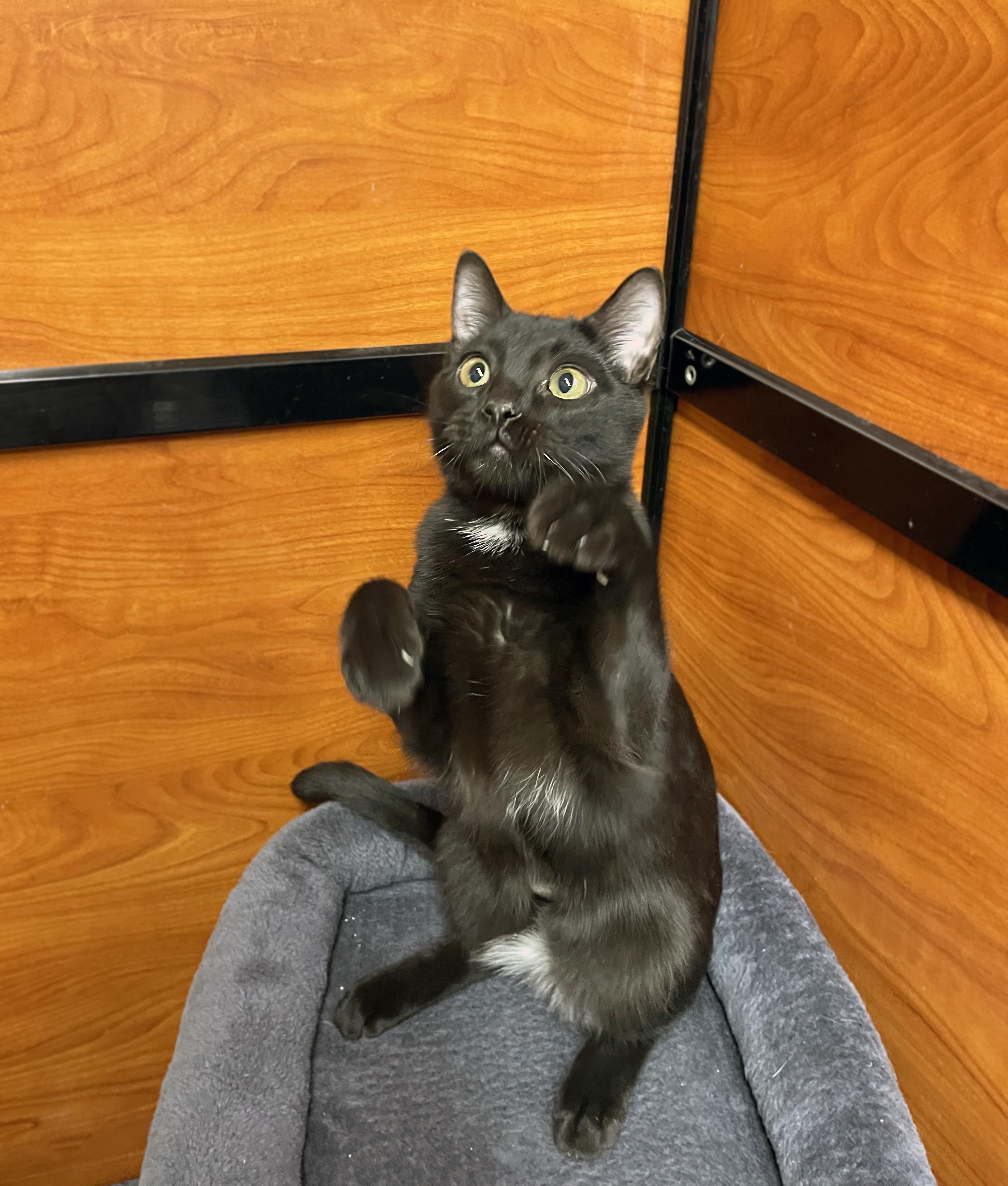 Enlarge Kylo, a Adopted Domestic Short Hair in Centerville, UT image 2/5