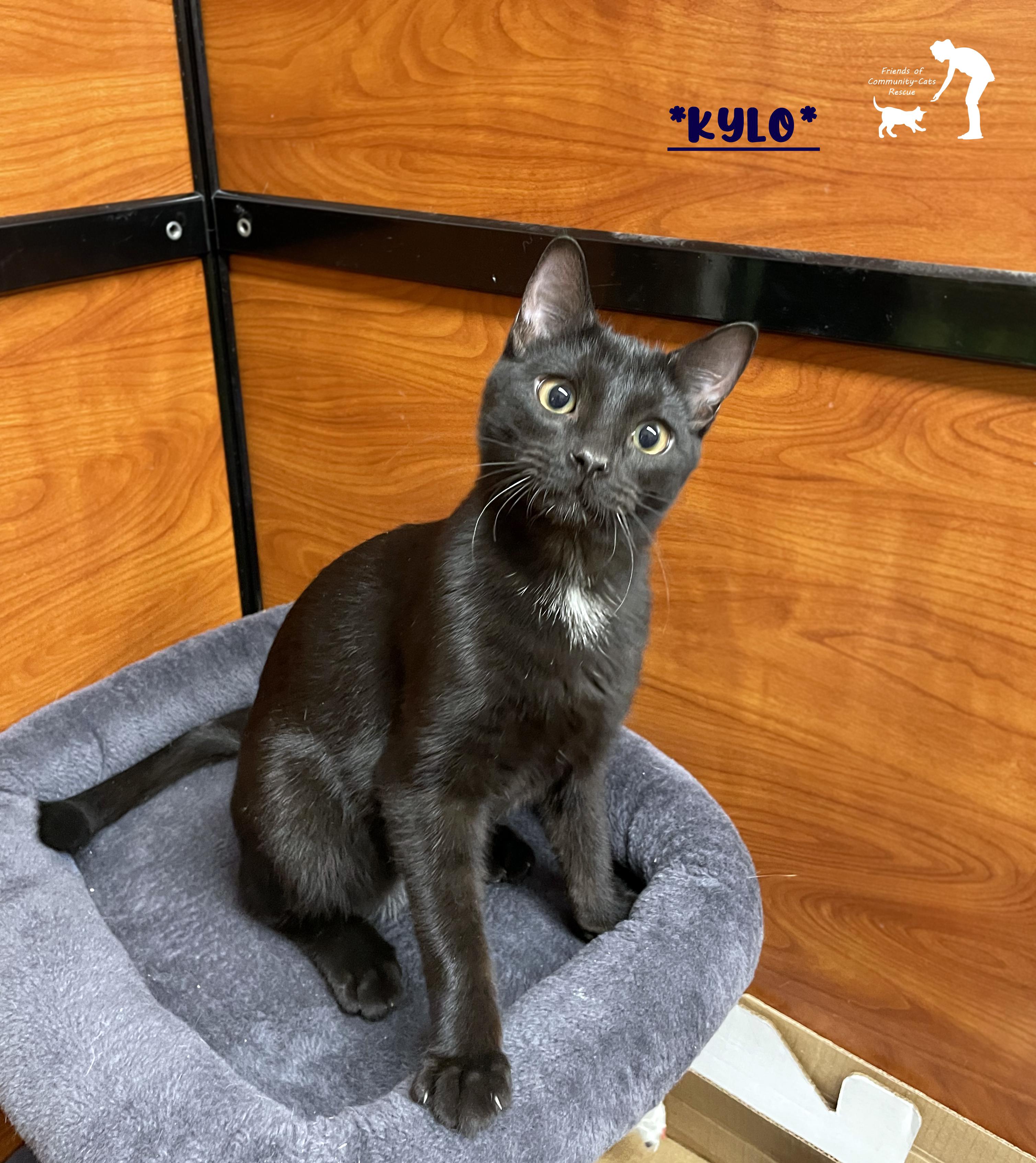 Kylo, Adopted, Kitten Male Domestic Short Hair.