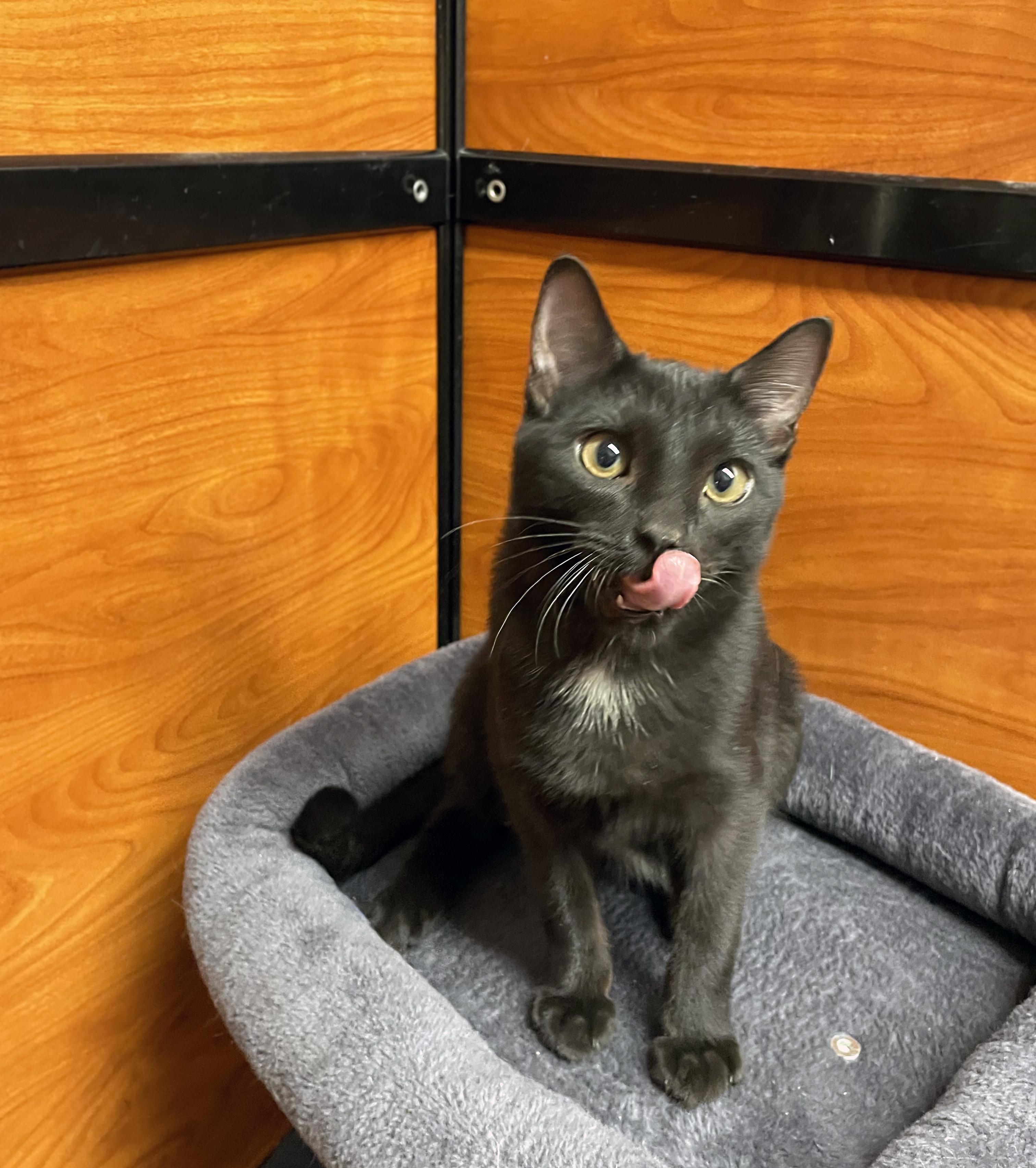 Enlarge Kylo, a Adopted Domestic Short Hair in Centerville, UT image 5/5
