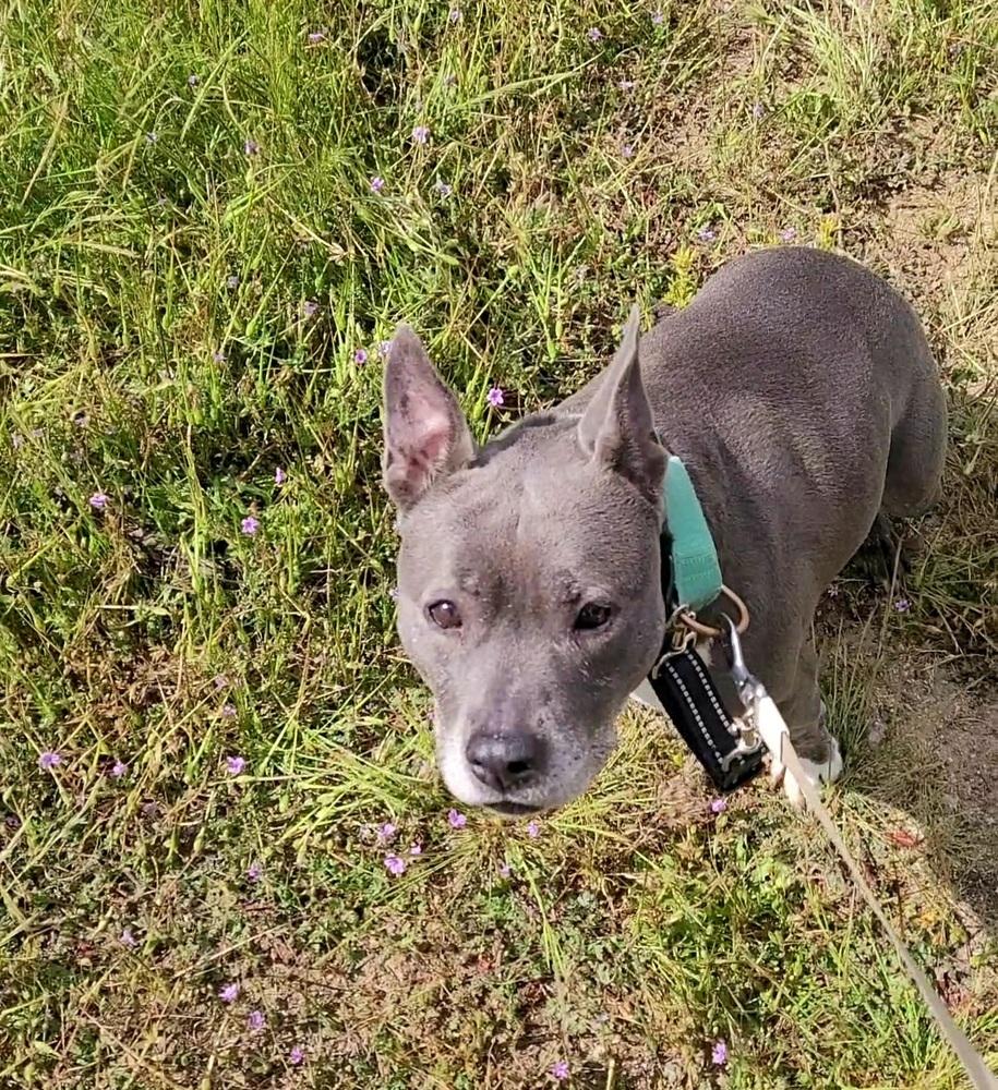 Winnie, Adoptable, Senior Female American Staffordshire Terrier.