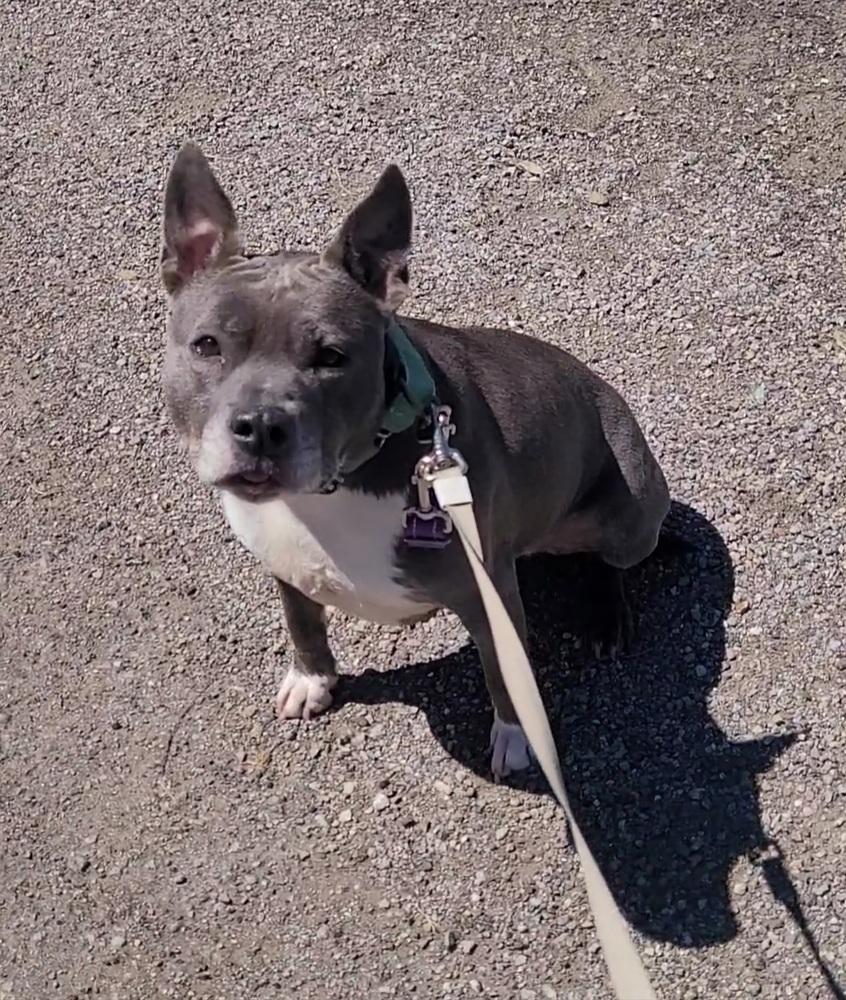 Winnie, a Adoptable mixed breed in Jamul, CA image 3/6