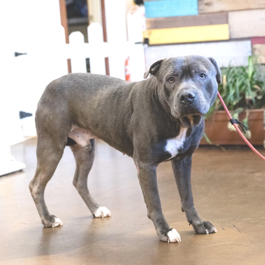 Enlarge Big Max Pumpkin, a Adoptable Terrier in Blaine, MN image 1/6