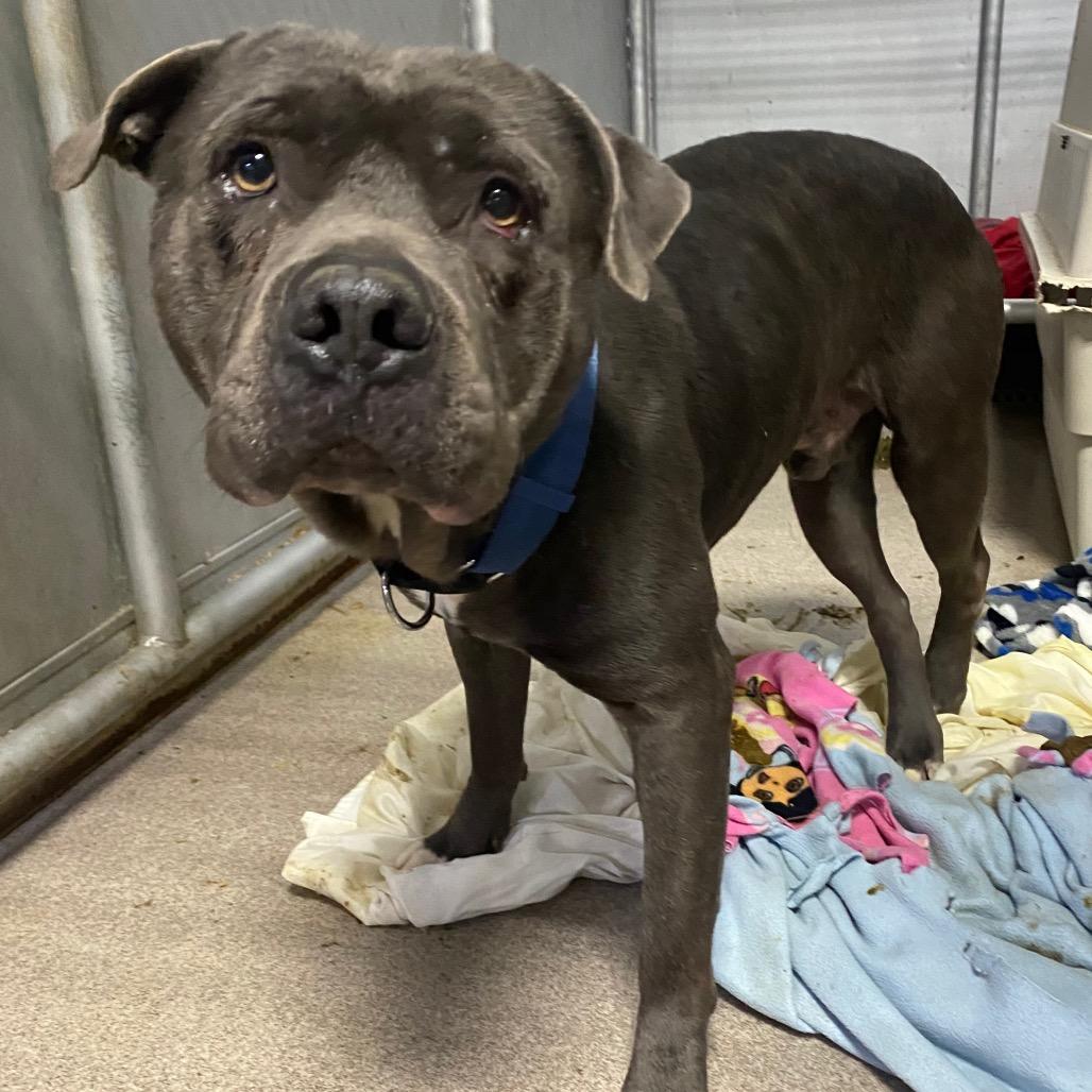 Enlarge Big Max Pumpkin, a Adoptable Terrier in Blaine, MN image 2/6