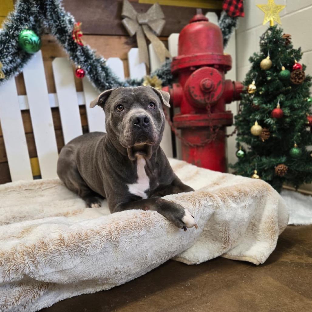 Enlarge Big Max Pumpkin, a Adoptable Terrier in Blaine, MN image 4/6