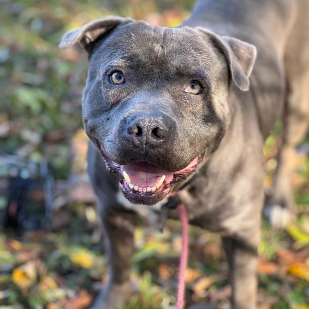 Enlarge Big Max Pumpkin, a Adoptable Terrier in Blaine, MN image 5/6