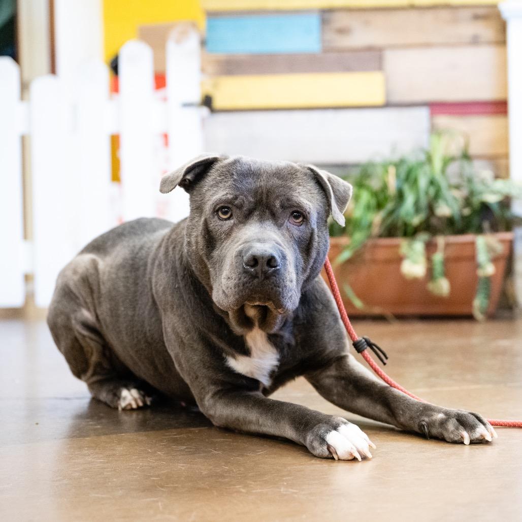 Enlarge Big Max Pumpkin, a Adoptable Terrier in Blaine, MN image 6/6