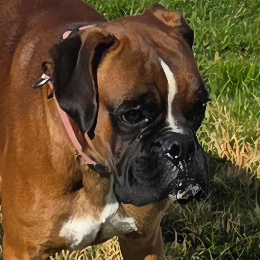 Enlarge Cairo, a ADOPTABLE Boxer in Tallahassee, FL image 1/1