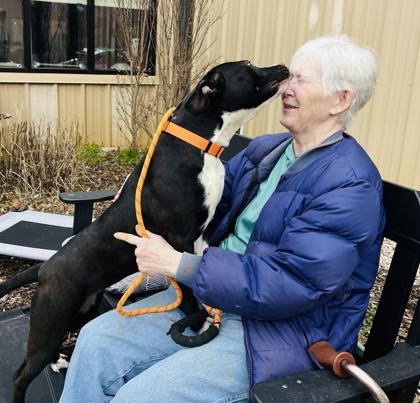 Luna $85 Fostered, Adoptable, Puppy Female Labrador Retriever & Mixed Breed.