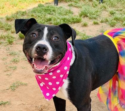 Enlarge Luna $85 Fostered, a Adoptable mixed breed in Seneca, SC image 2/3