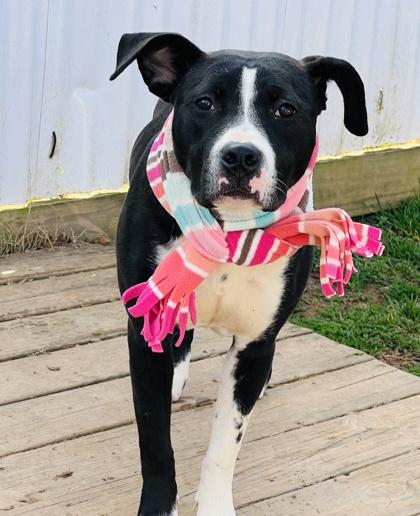 Enlarge Luna $85 Fostered, a Adoptable mixed breed in Seneca, SC image 1/3