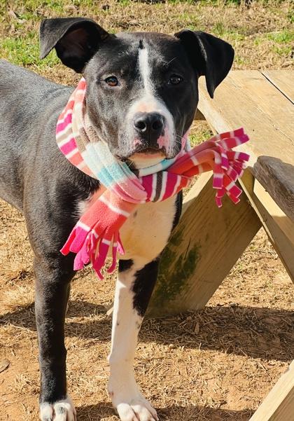 Enlarge Luna $85 fostered, a Adoptable mixed breed in Seneca, SC image 2/3
