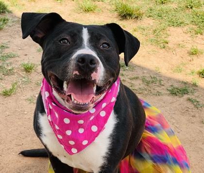 Enlarge Luna $85 Fostered, a Adoptable mixed breed in Seneca, SC image 3/3