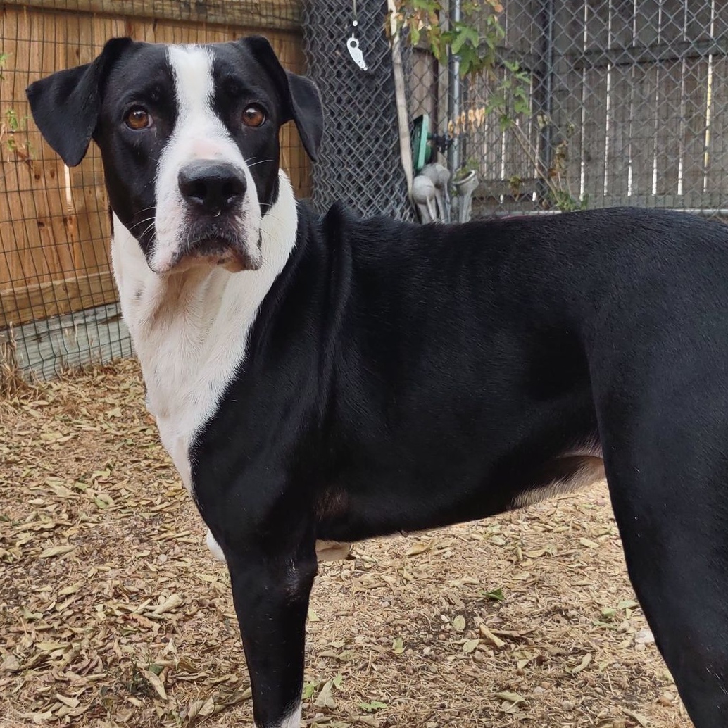 Molly, Adult Female Great Dane