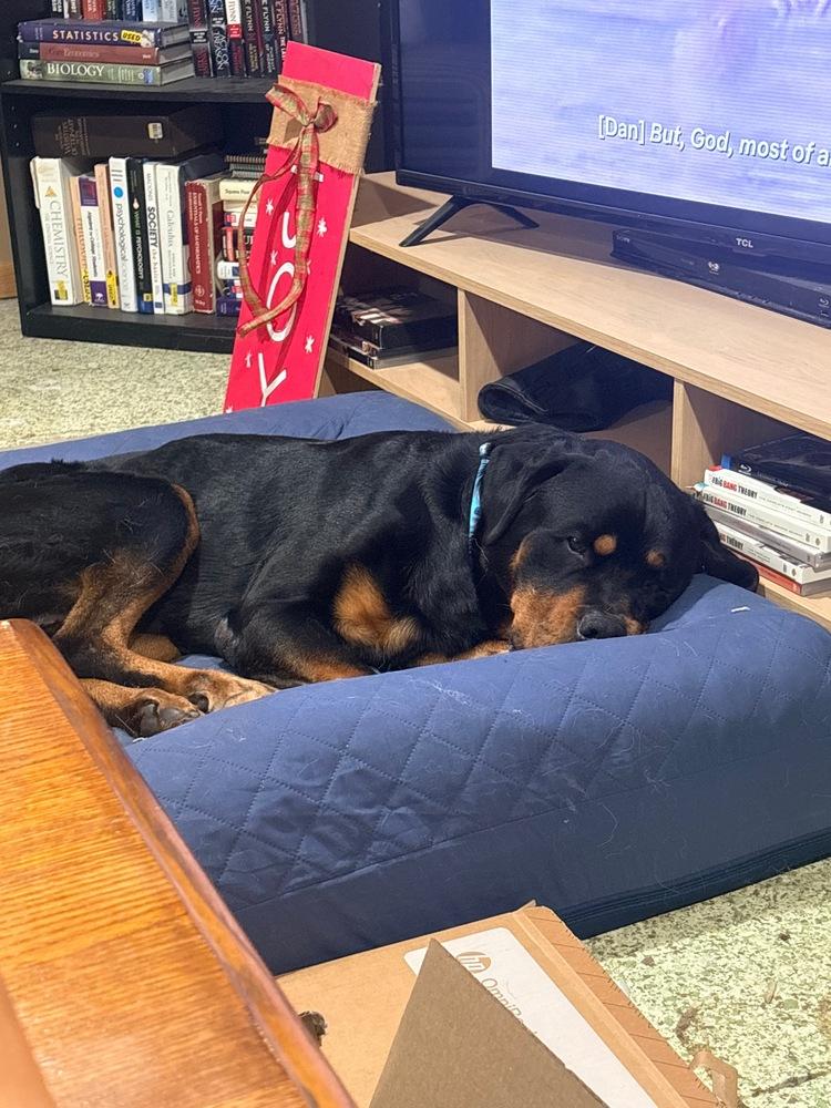 Enlarge Walter Blackwell, a Adoptable Rottweiler in Plymouth, MN image 1/4