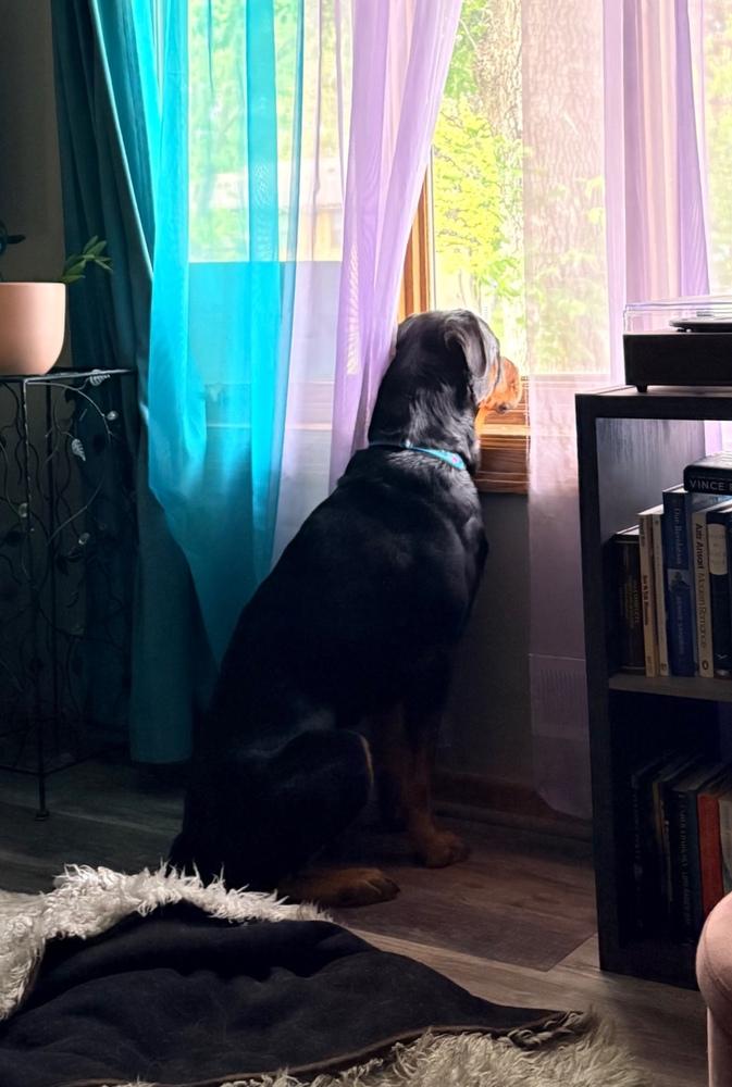 Enlarge Walter Blackwell, a Adoptable Rottweiler in Plymouth, MN image 2/4