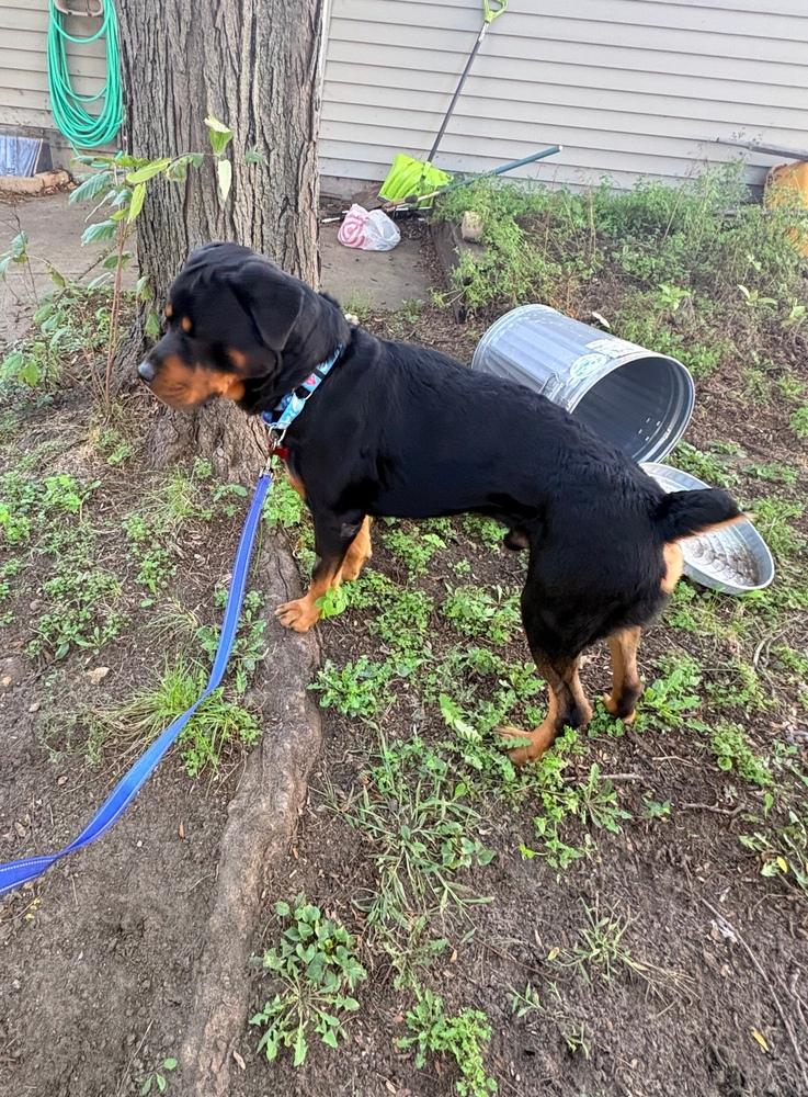 Enlarge Walter Blackwell, a Adoptable Rottweiler in Plymouth, MN image 3/4