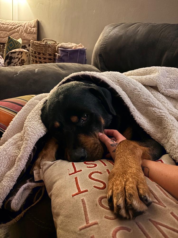 Enlarge Walter Blackwell, a Adoptable Rottweiler in Plymouth, MN image 4/4